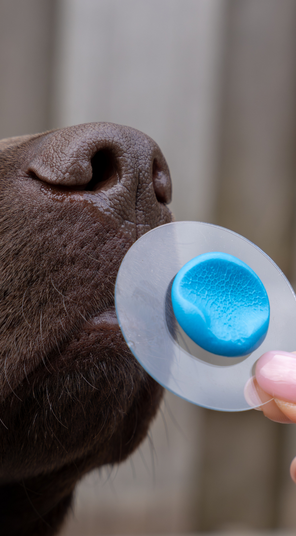 Baco, labrador (ovale hanger)