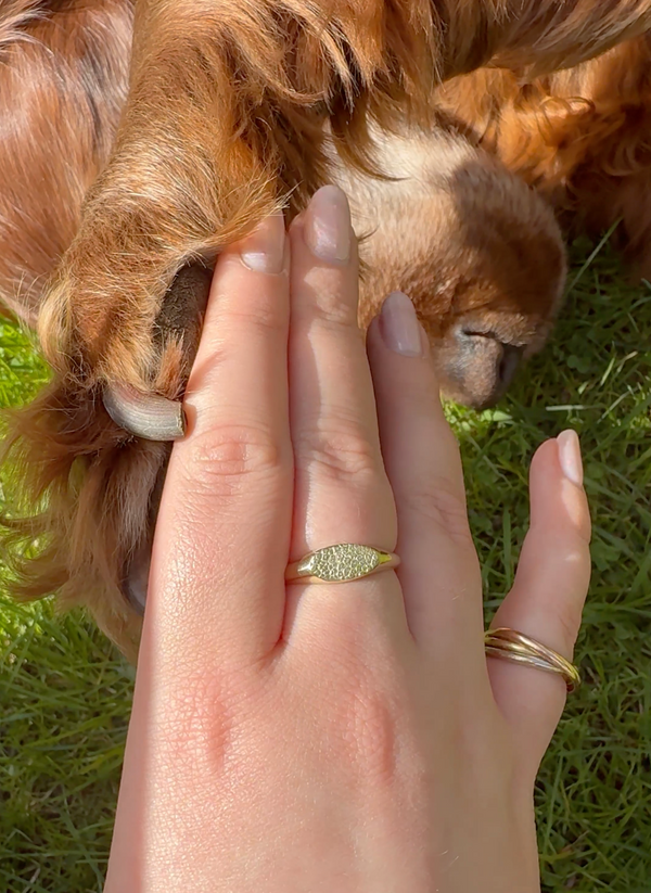 Iris, Irish Setter (minimal signet ring)