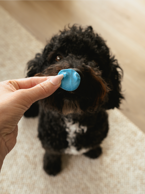 Mia, labradoodle (ronde hanger)
