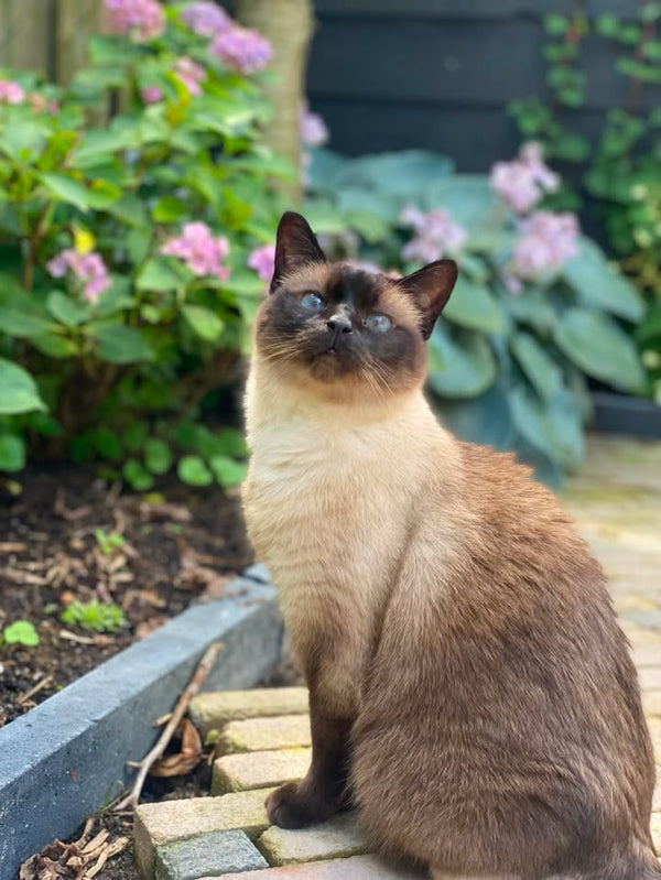 Keetje, Siamese (minimal zegelring)